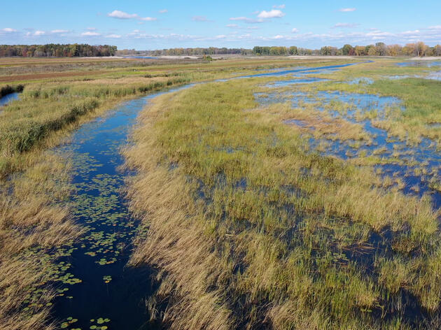 Conservation, Environmental Organizations Enhance St. Clair Flats State Wildlife Area for Wildlife and Outdoor Recreationists  