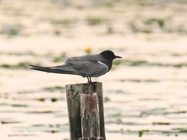 Audubon and Michigan State University Fight to Conserve a Disappearing Bird Species