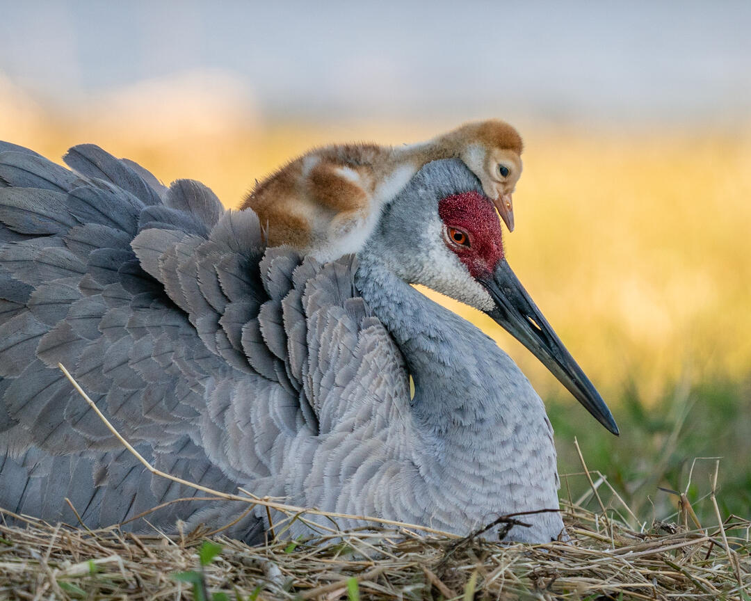Sandhill Crane